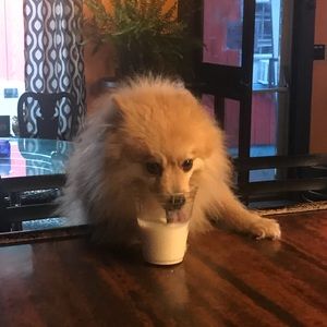 Meet your Posher, Abby